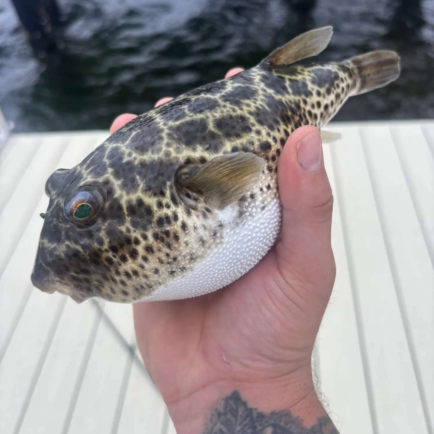 The most recent Checkered puffer catches on Fishbrain