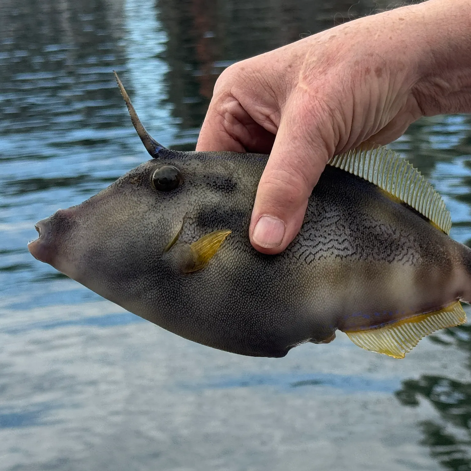 The most recent Bidyan perch catches on Fishbrain