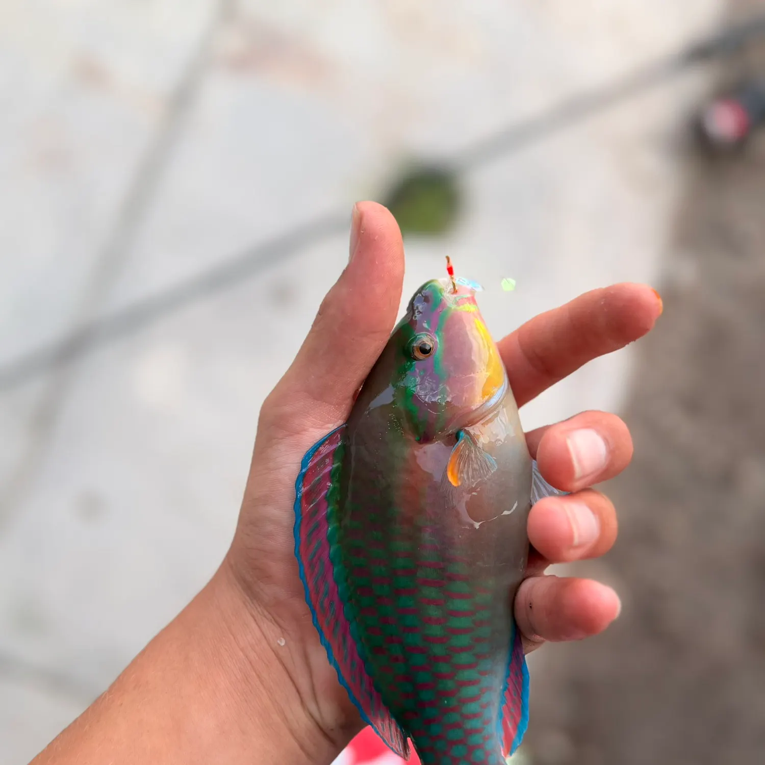 The most recent Common parrotfish catches on Fishbrain