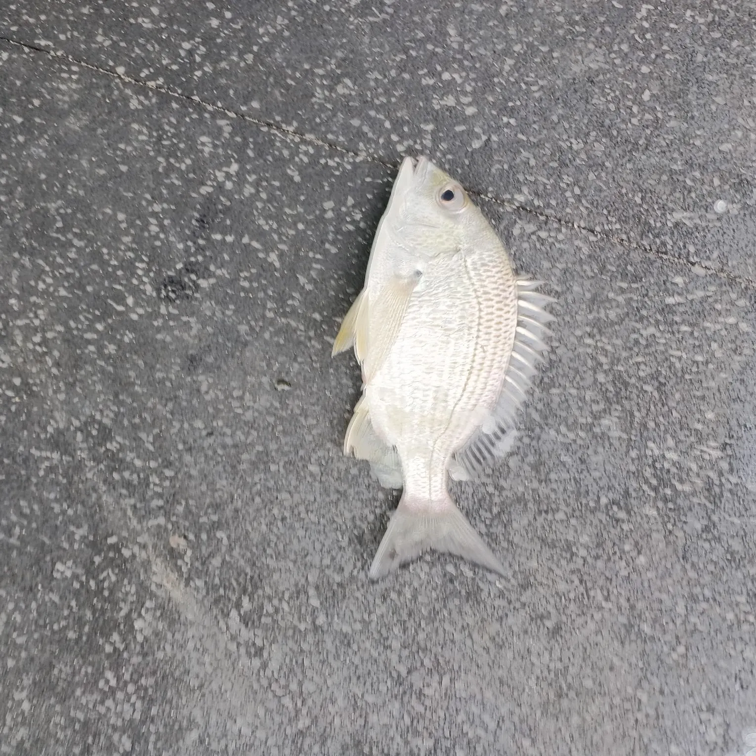 Surf bream caught on Fishbrain