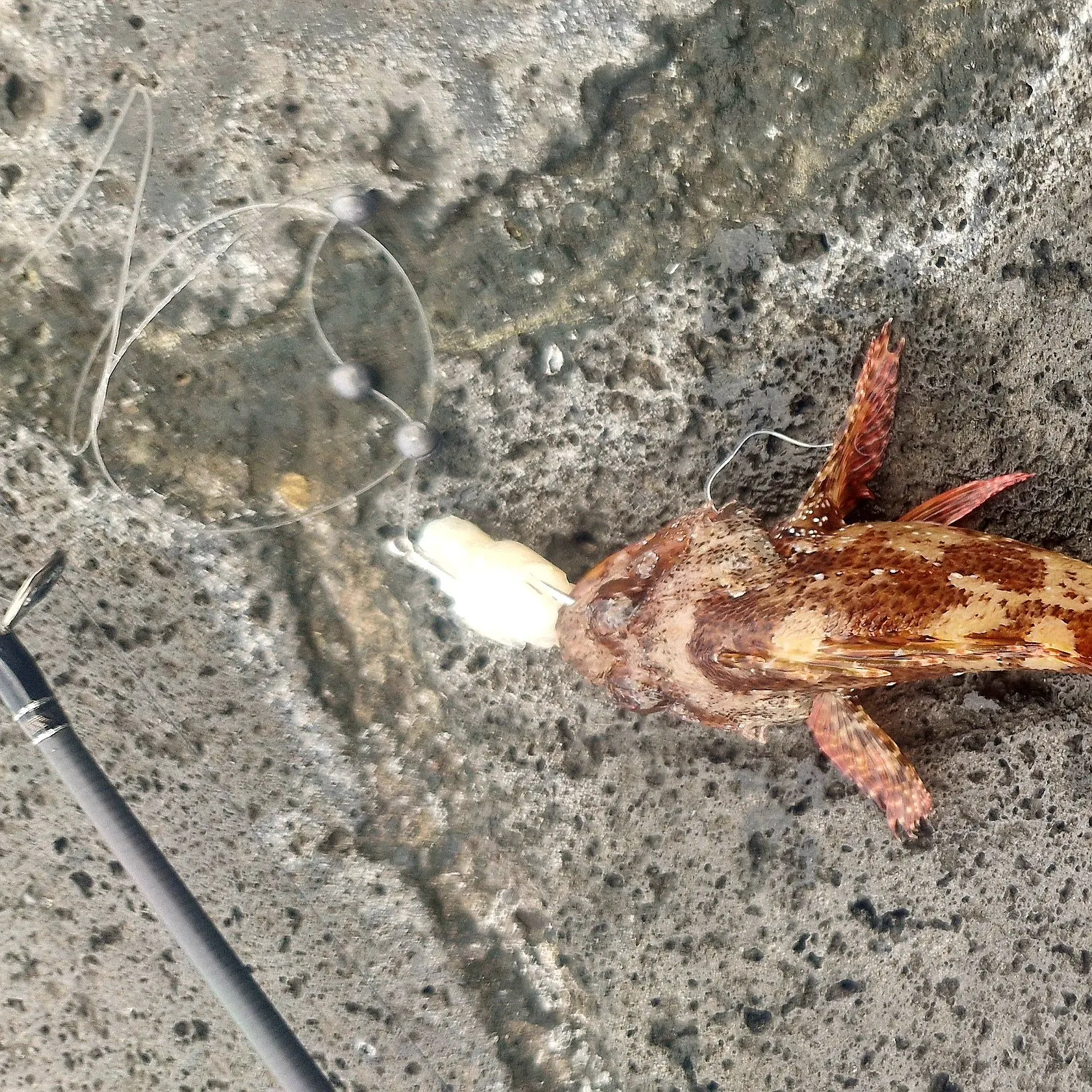 The most recent Small red scorpionfish catches on Fishbrain