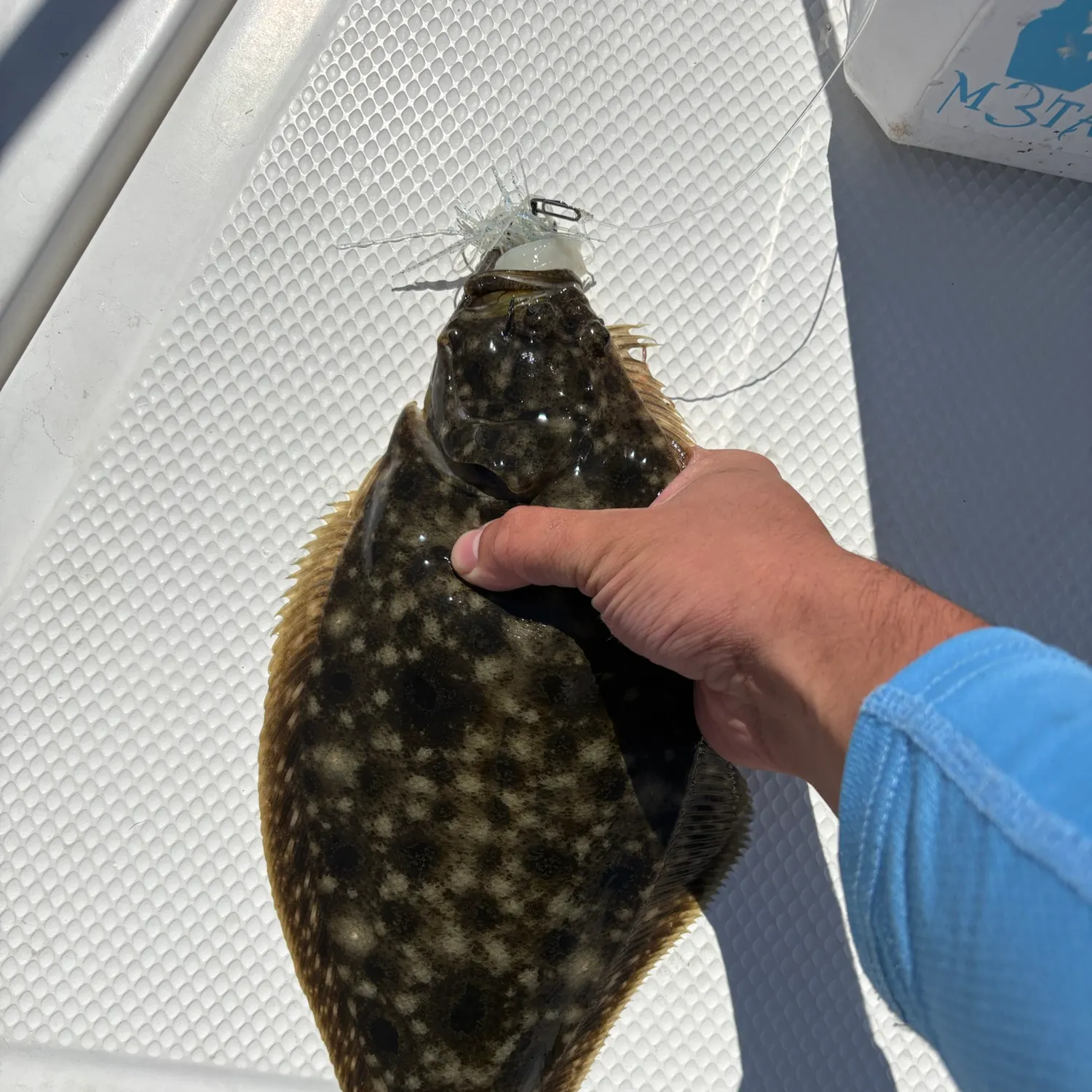 Summer flounder caught on Fishbrain