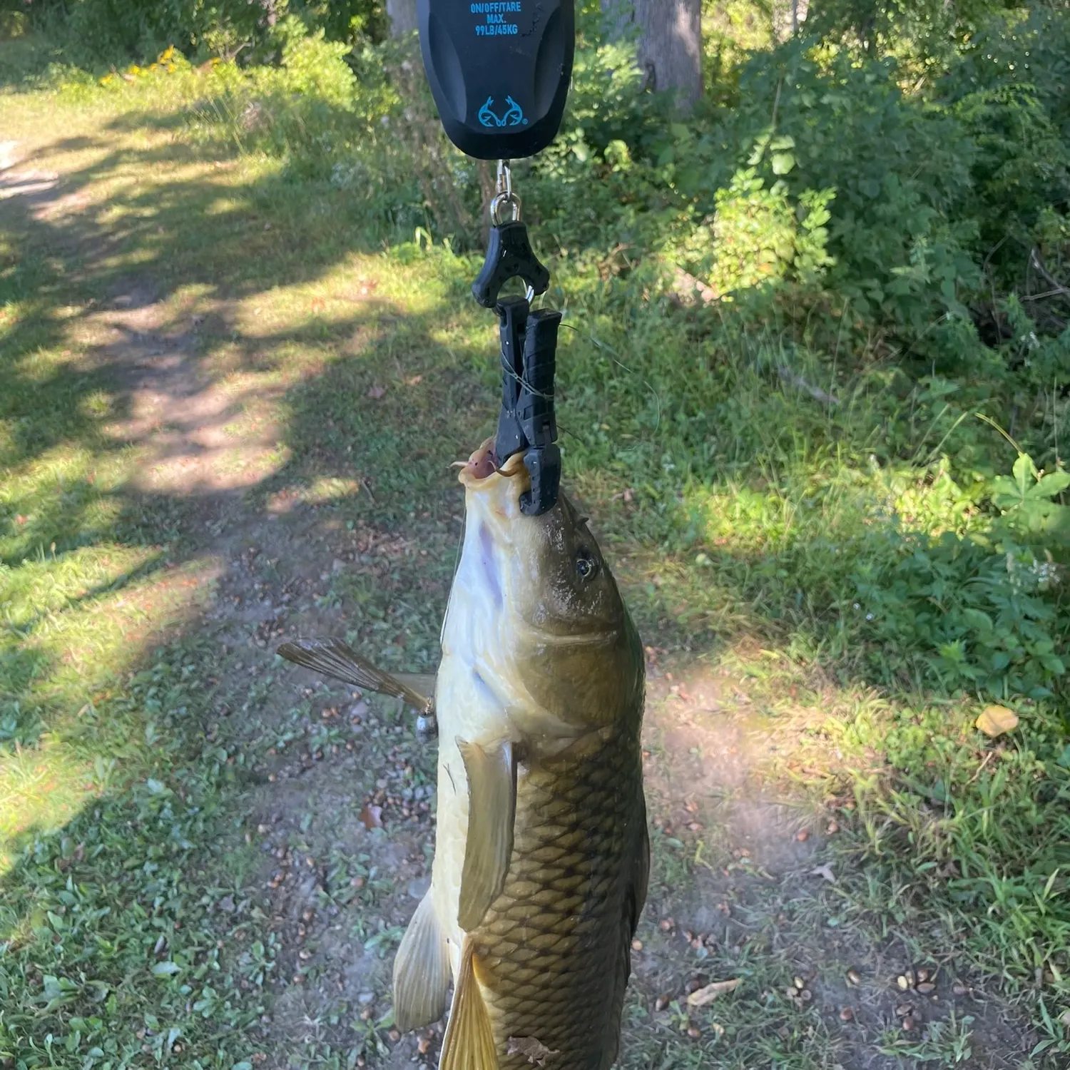Common carp caught on Fishbrain