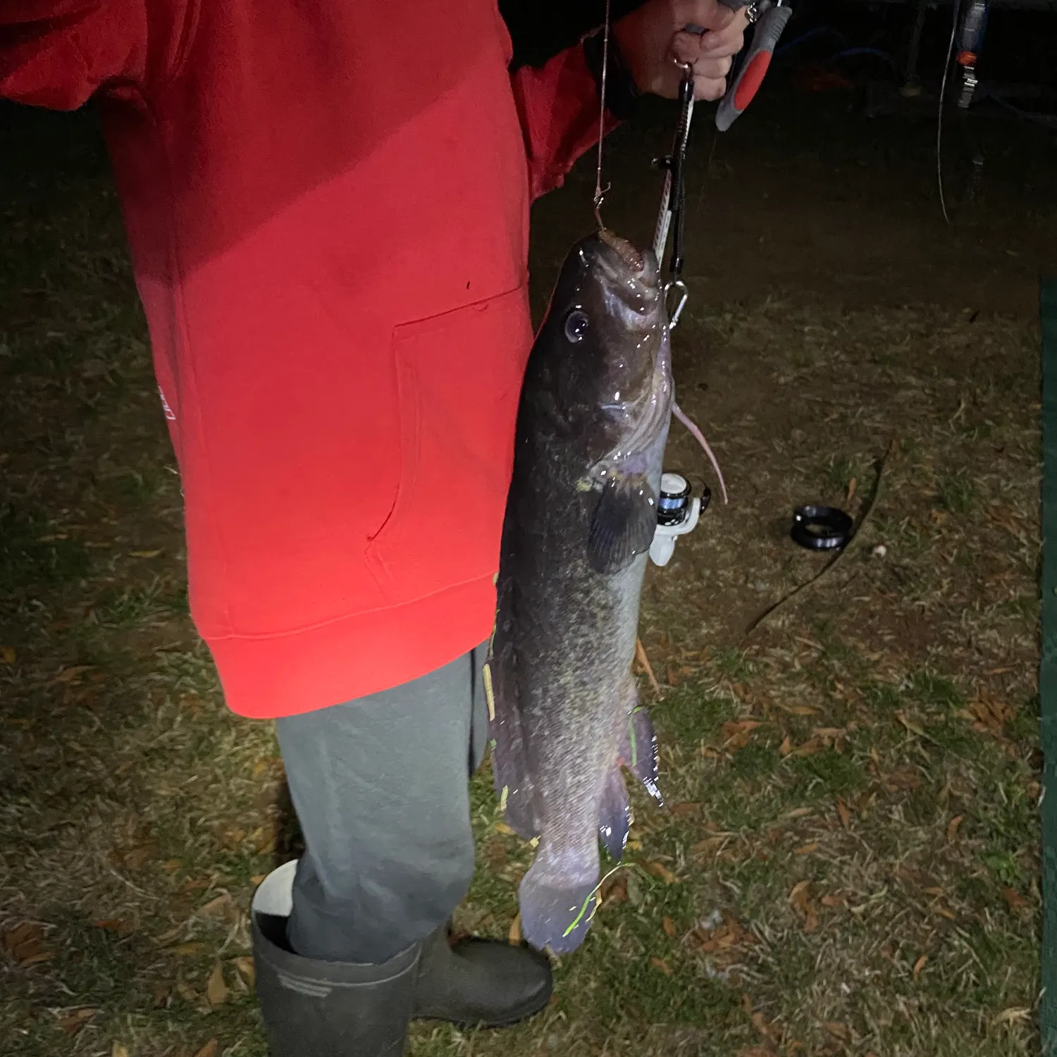 The most recent River blackfish catches on Fishbrain