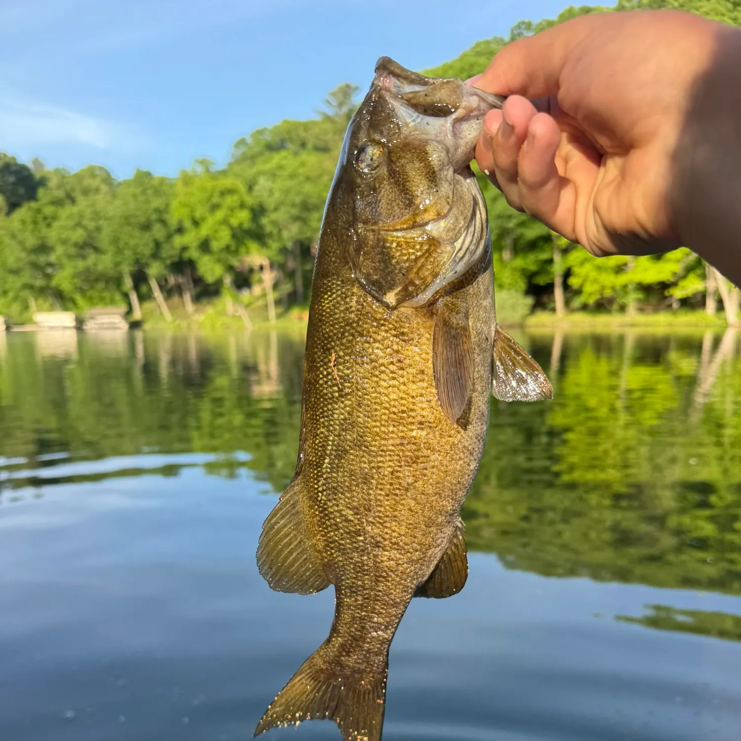 The most recent Smallmouth bass catches on Fishbrain