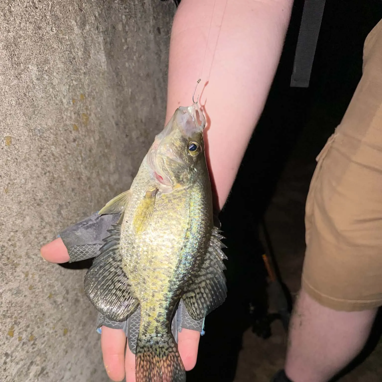 Black crappie caught on Fishbrain
