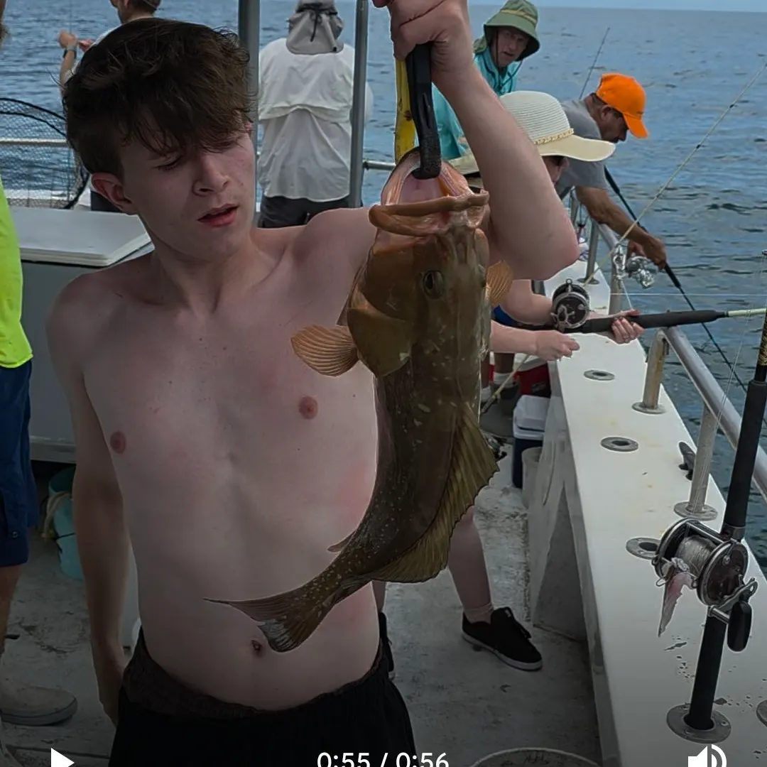 The most recent Red grouper catches on Fishbrain