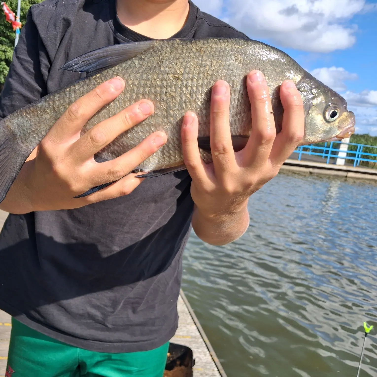 Common bream caught on Fishbrain