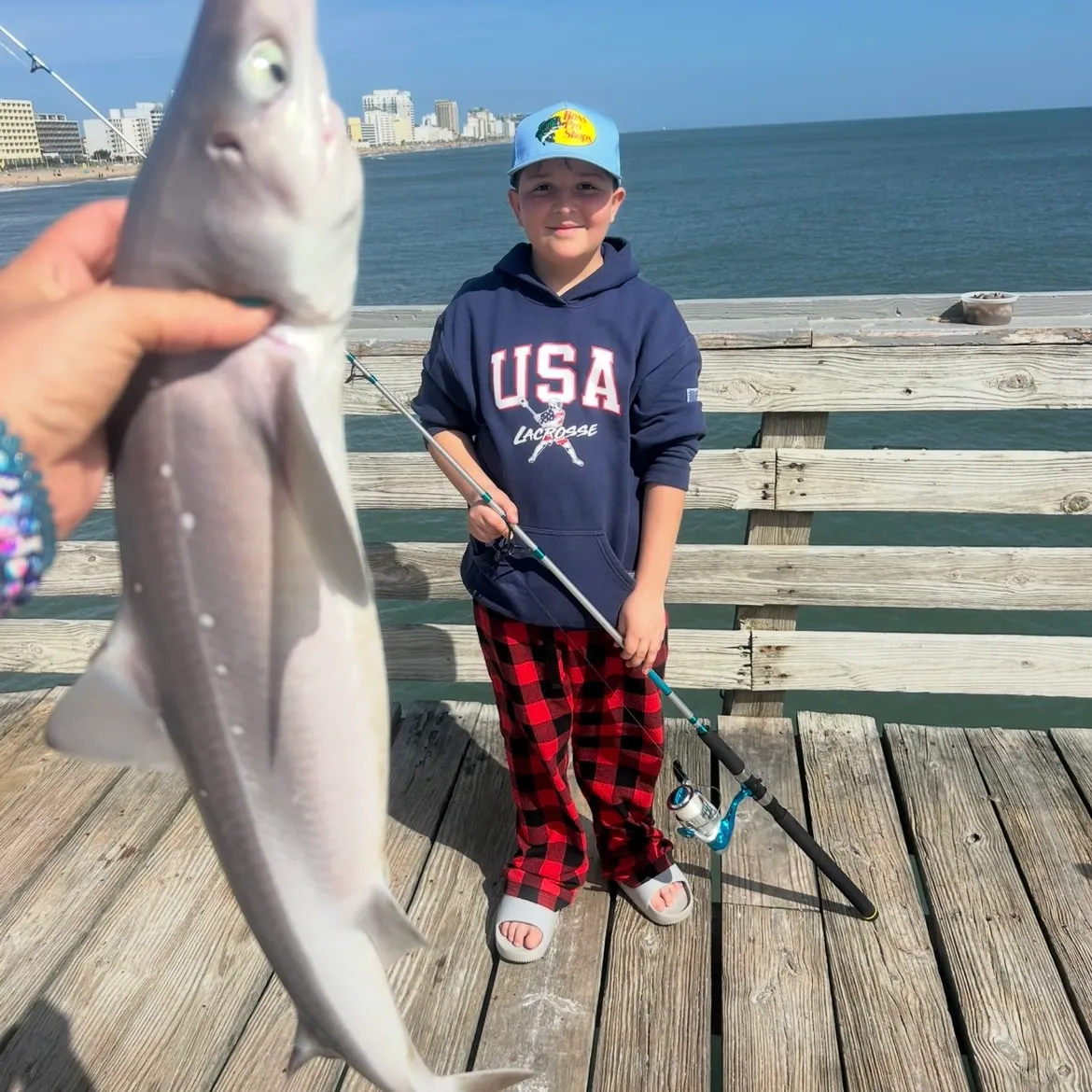 The most recent Piked dogfish catches on Fishbrain