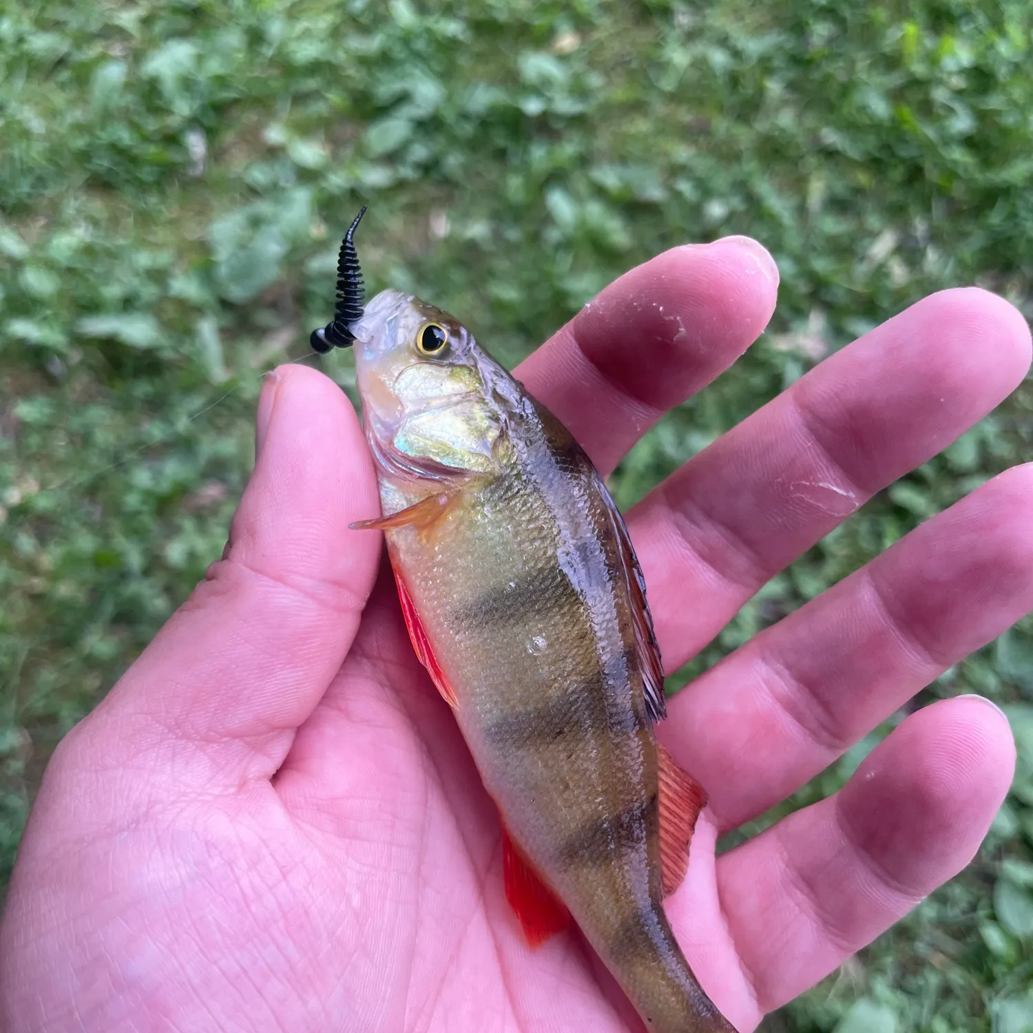 European perch caught on Fishbrain
