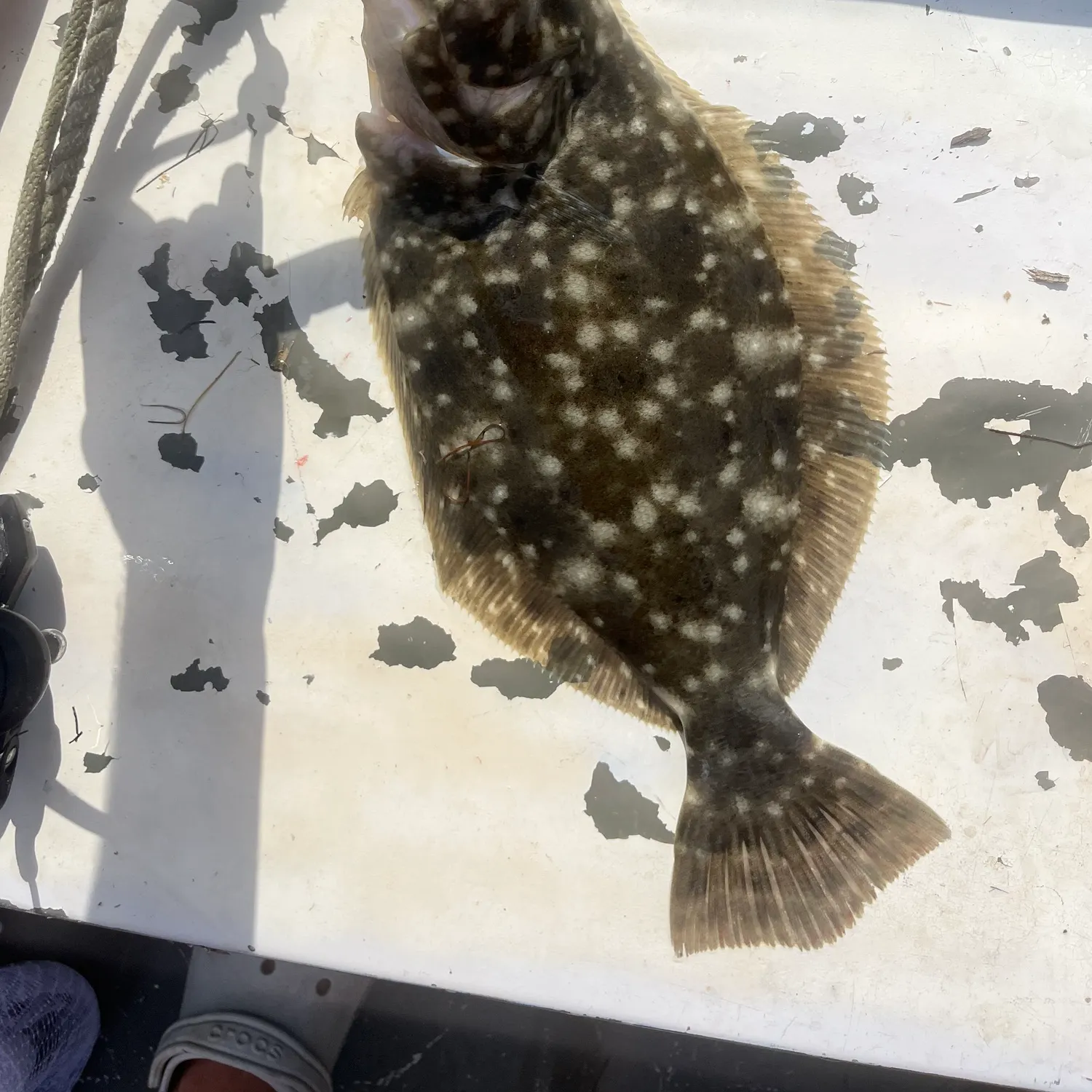 The most recent Southern flounder catches on Fishbrain