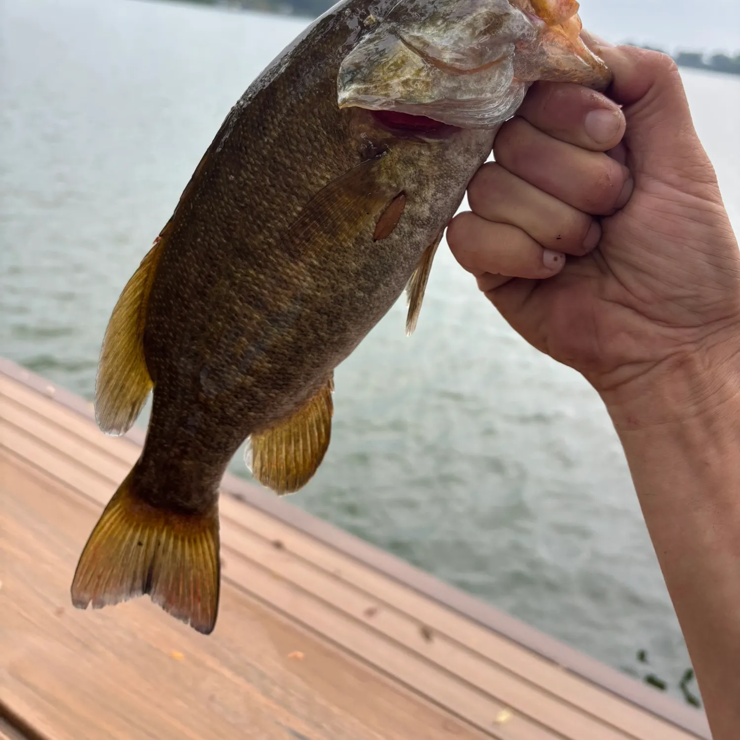 Smallmouth bass caught on Fishbrain