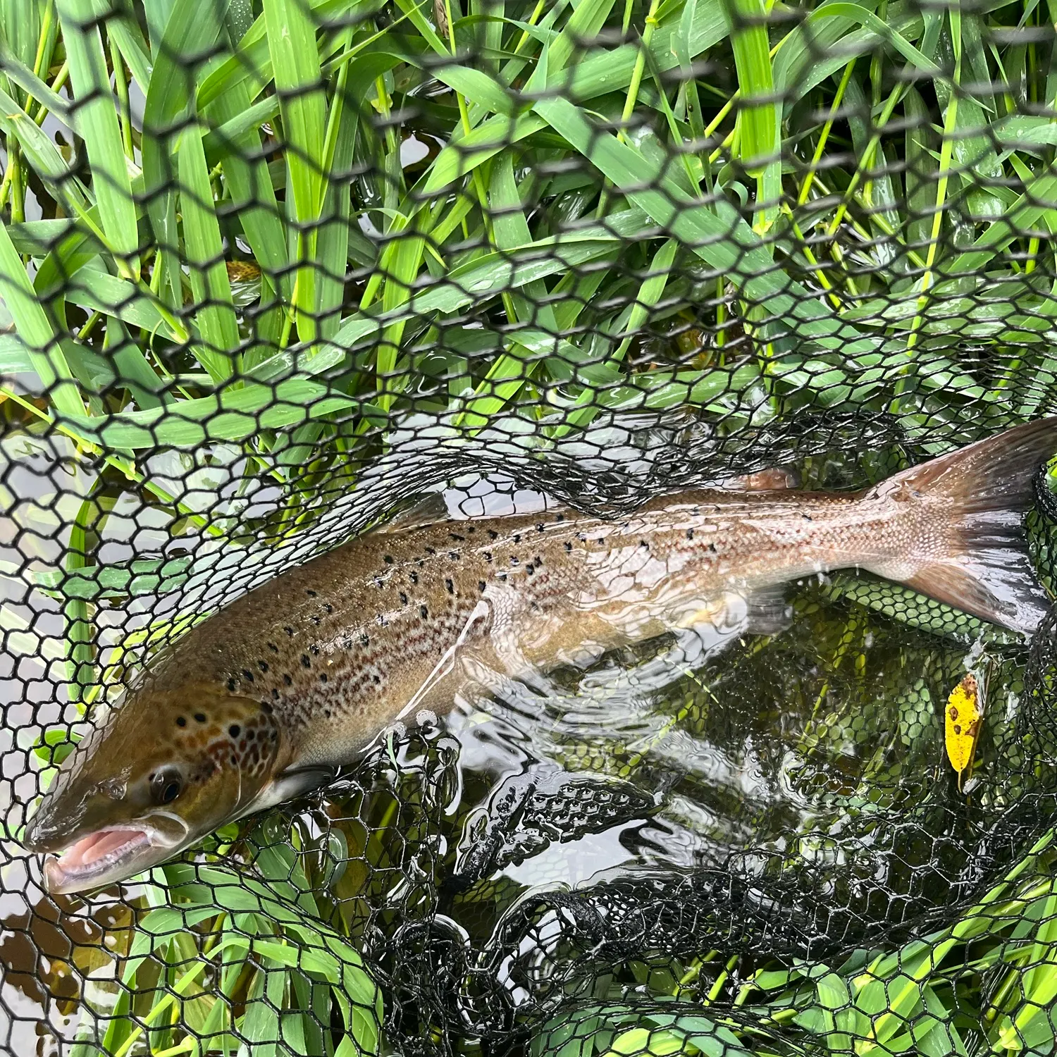 Atlantic salmon caught on Fishbrain