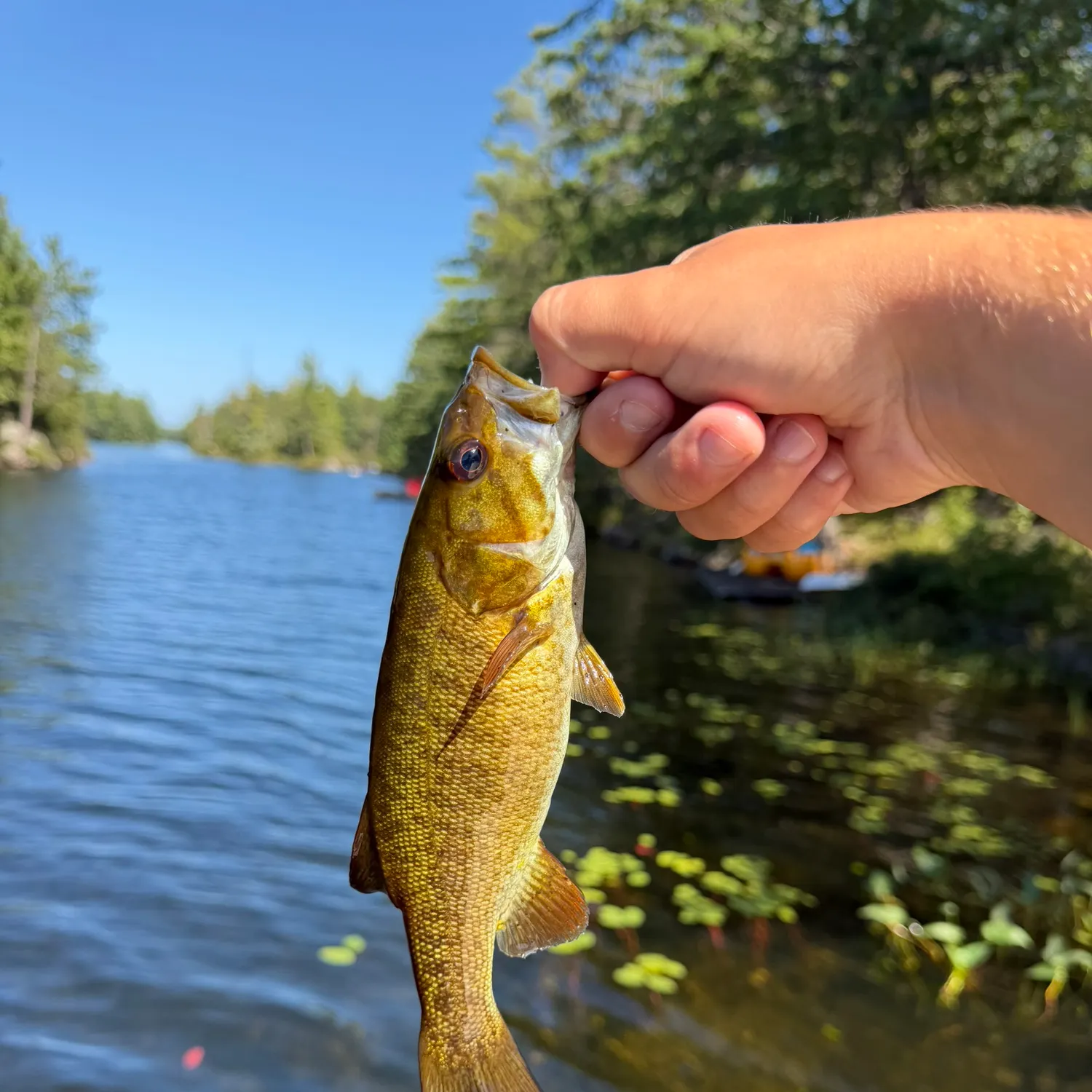 Smallmouth bass caught on Fishbrain