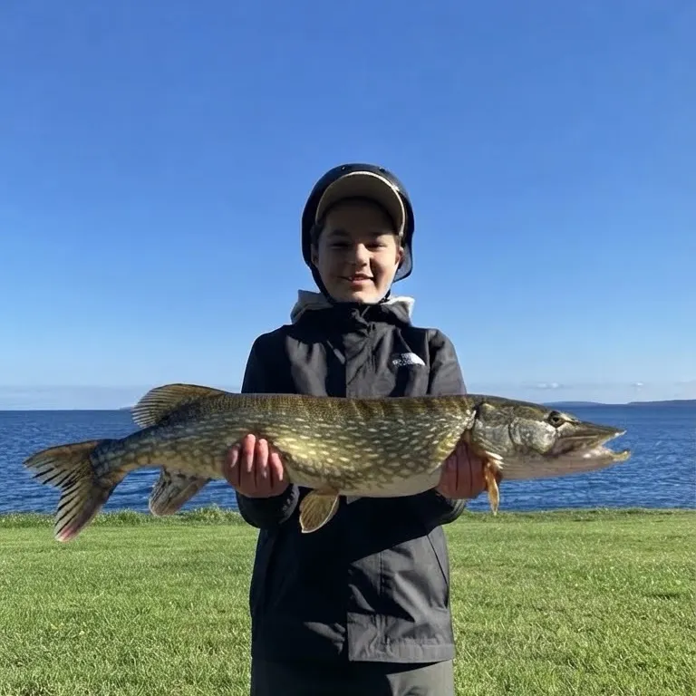 Northern pike caught on Fishbrain
