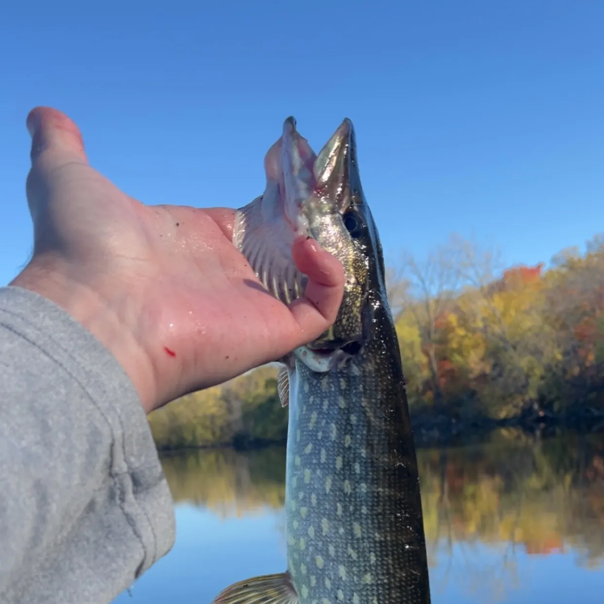 Northern pike caught on Fishbrain