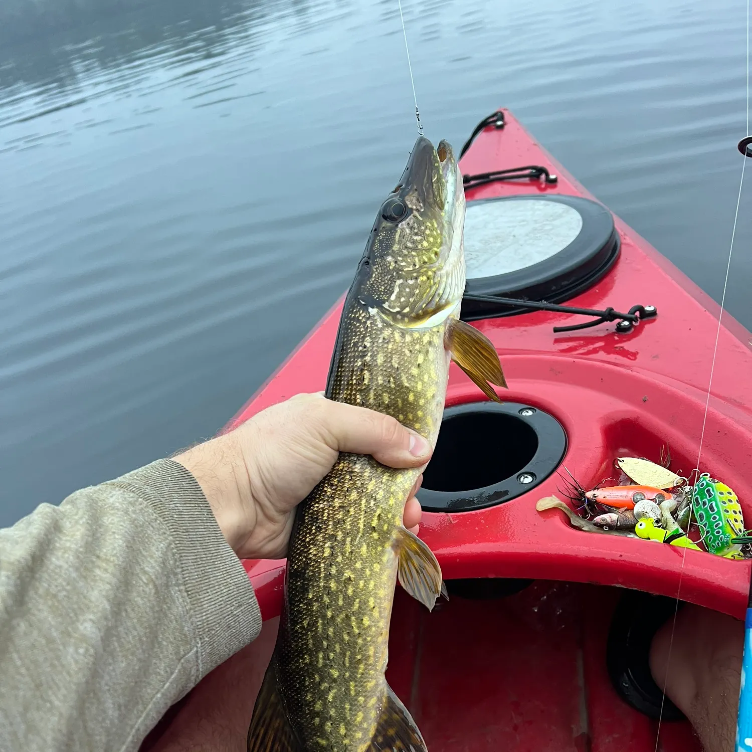 Northern pike caught on Fishbrain