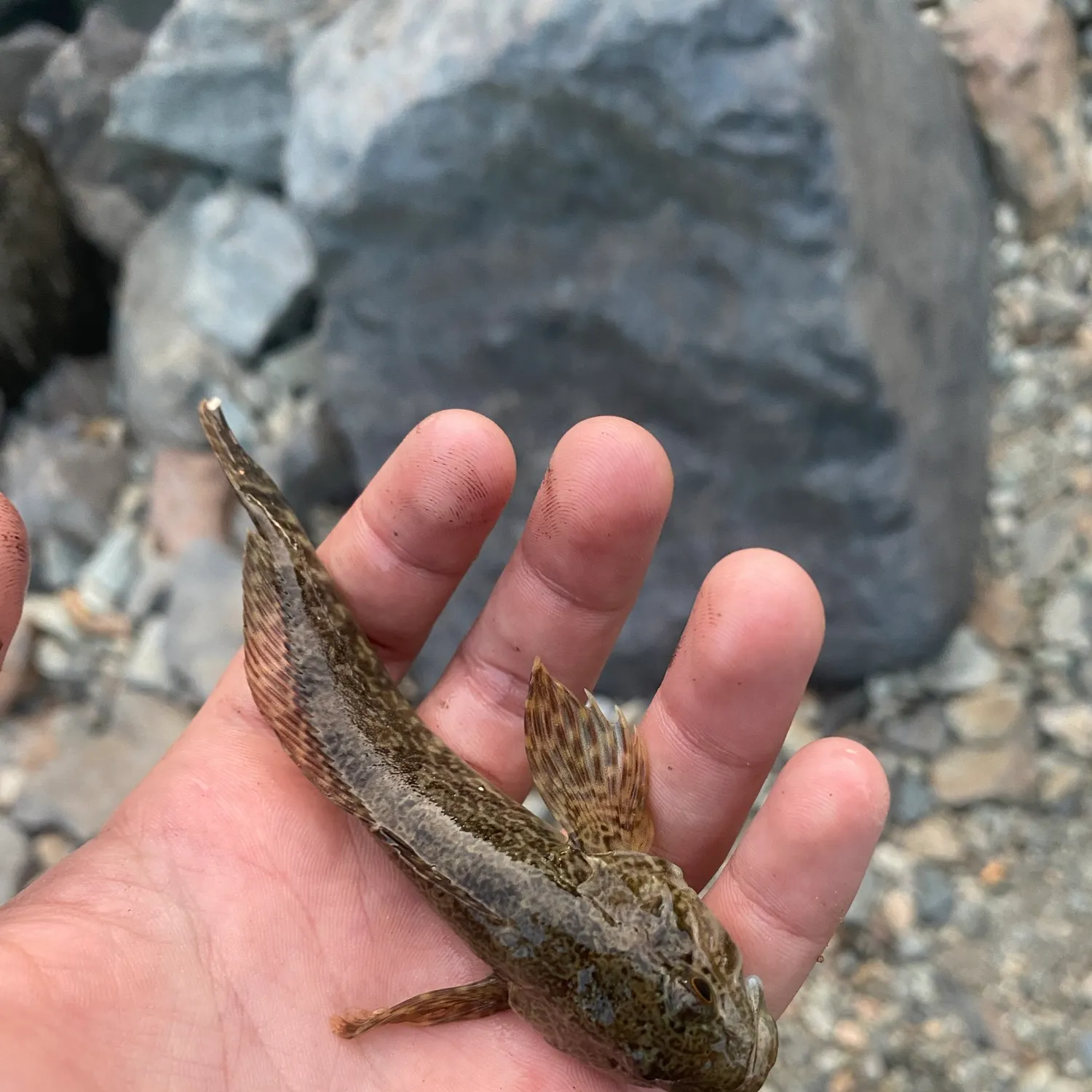The most recent Prickly sculpin catches on Fishbrain