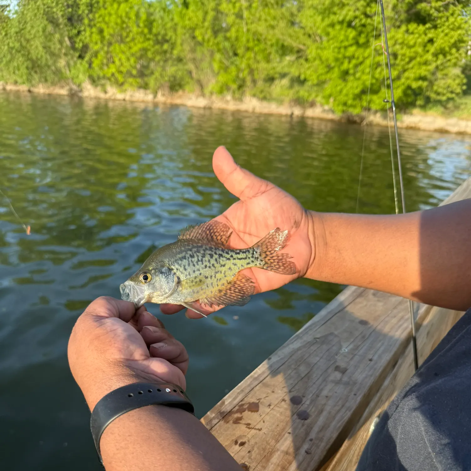 recently logged catches