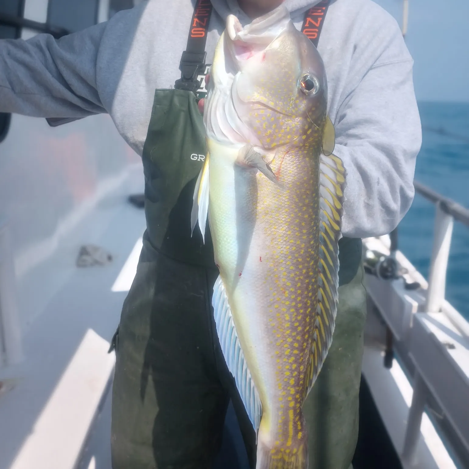 The most recent Great northern tilefish catches on Fishbrain