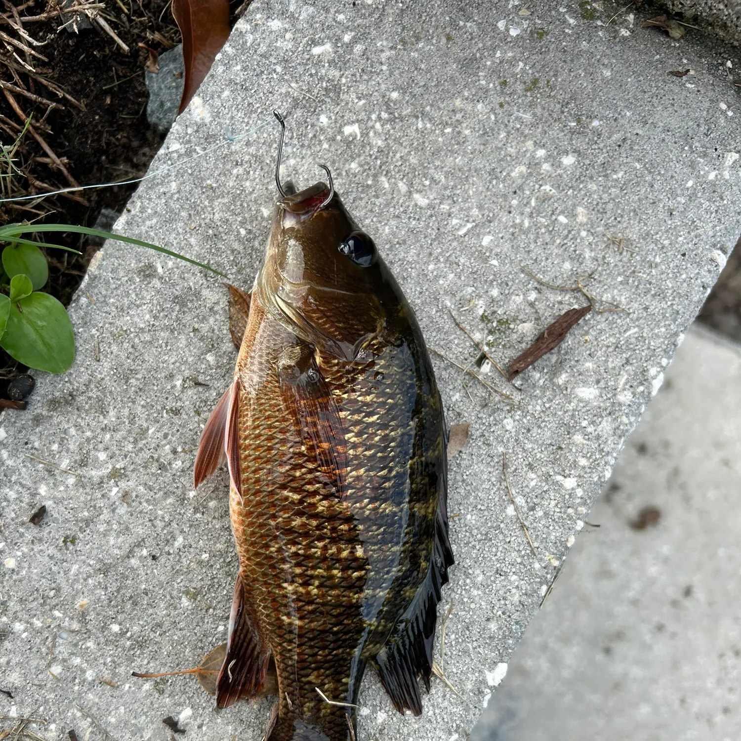 Mangrove snapper caught on Fishbrain