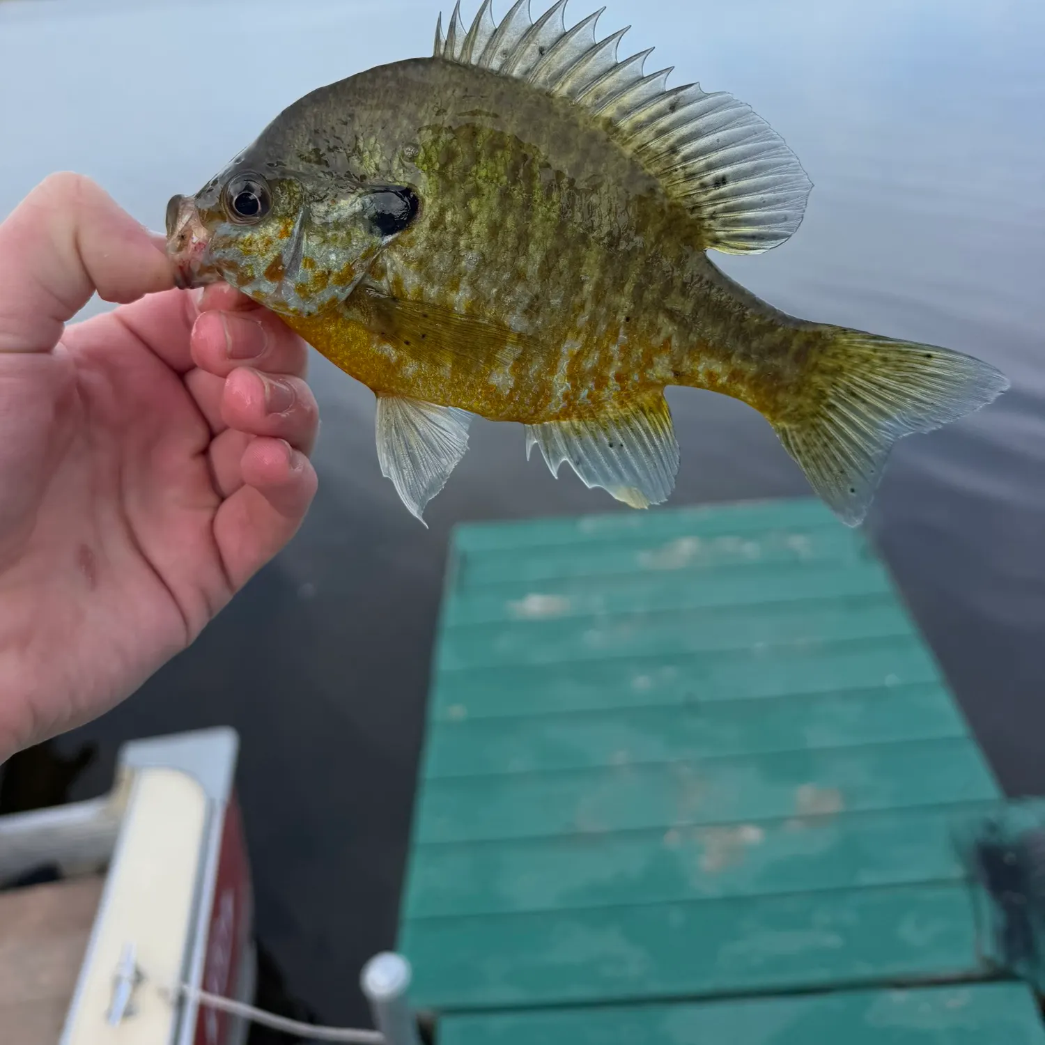 Redear sunfish caught on Fishbrain