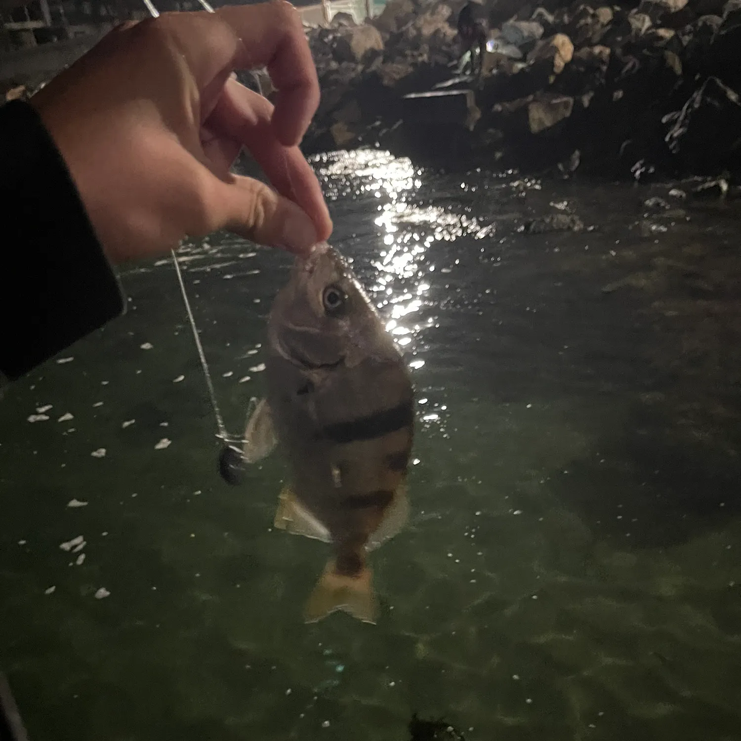 The most recent Sargo catches on Fishbrain