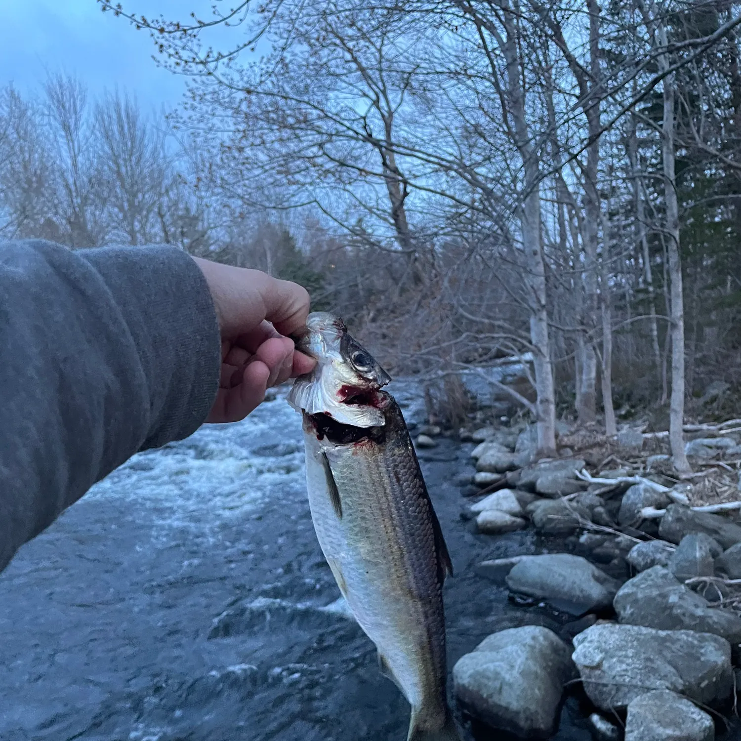 The most recent Alewife catches on Fishbrain