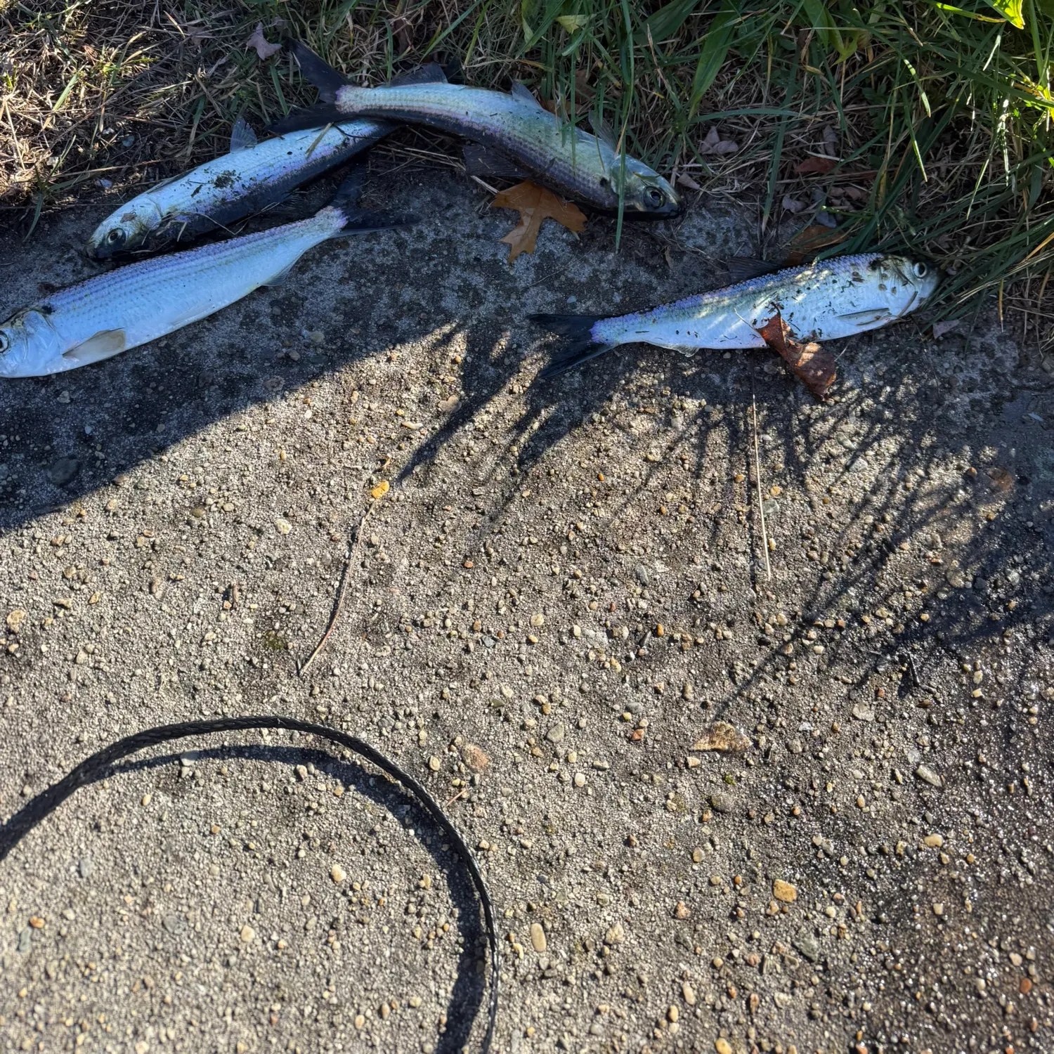 The most recent Alewife catches on Fishbrain