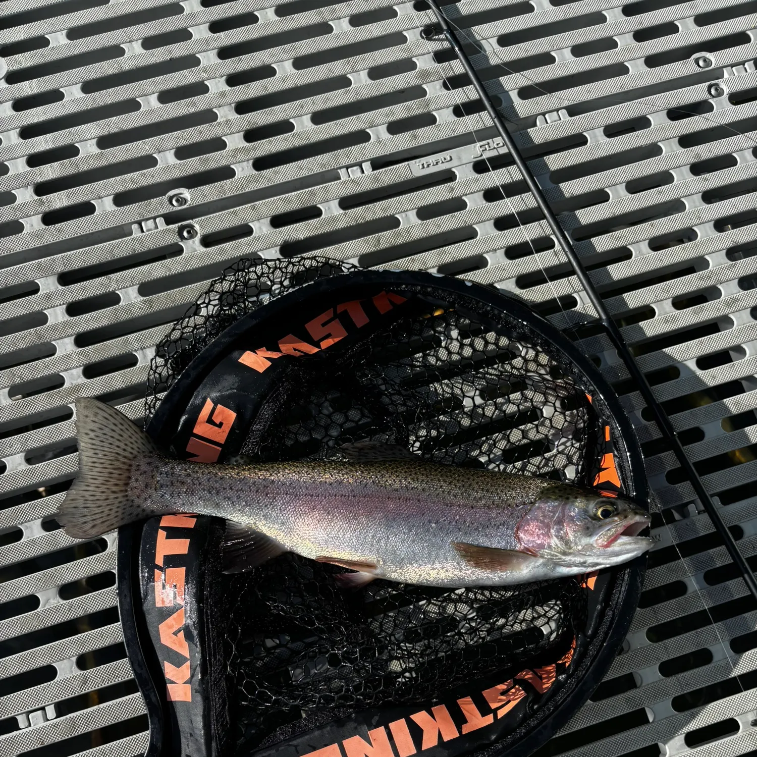 Rainbow trout caught on Fishbrain