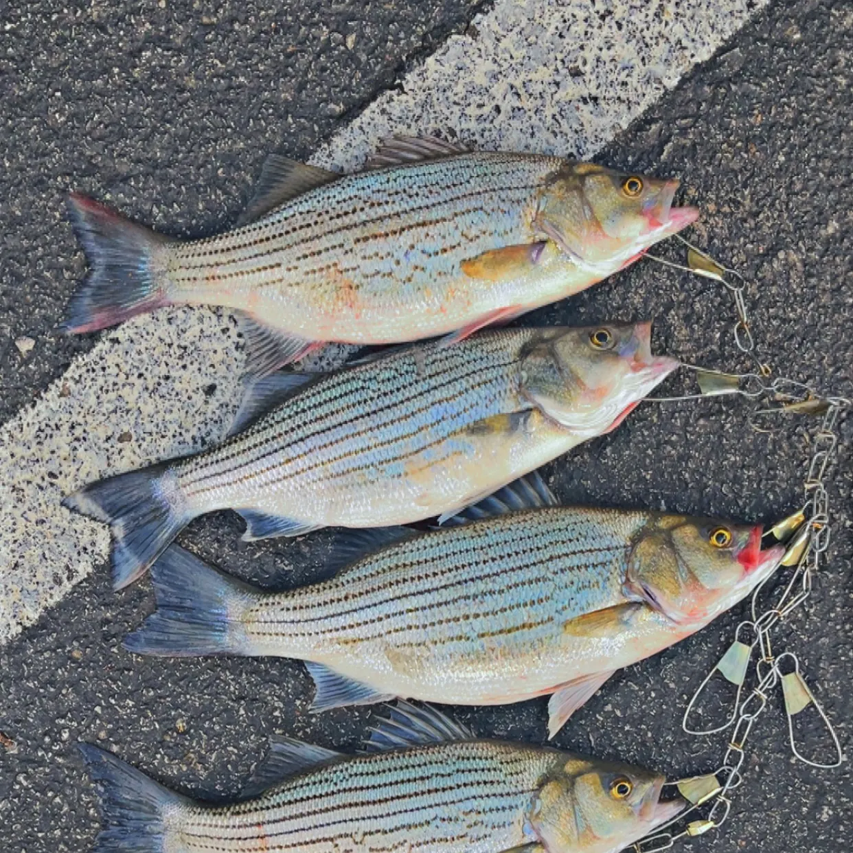 recently logged catches