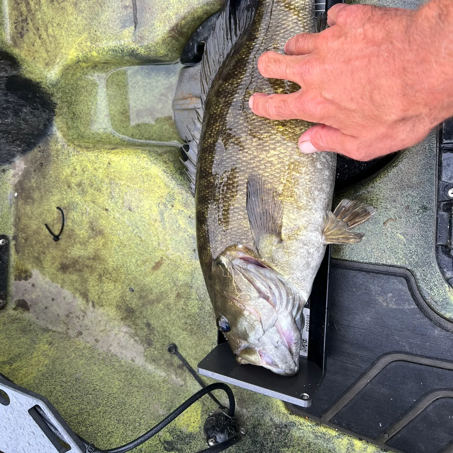 angler catch