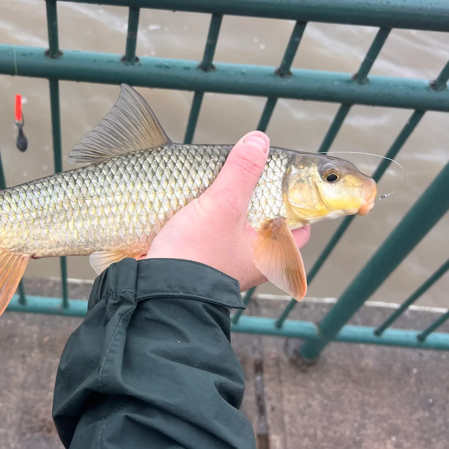 The most recent Shorthead redhorse catches on Fishbrain