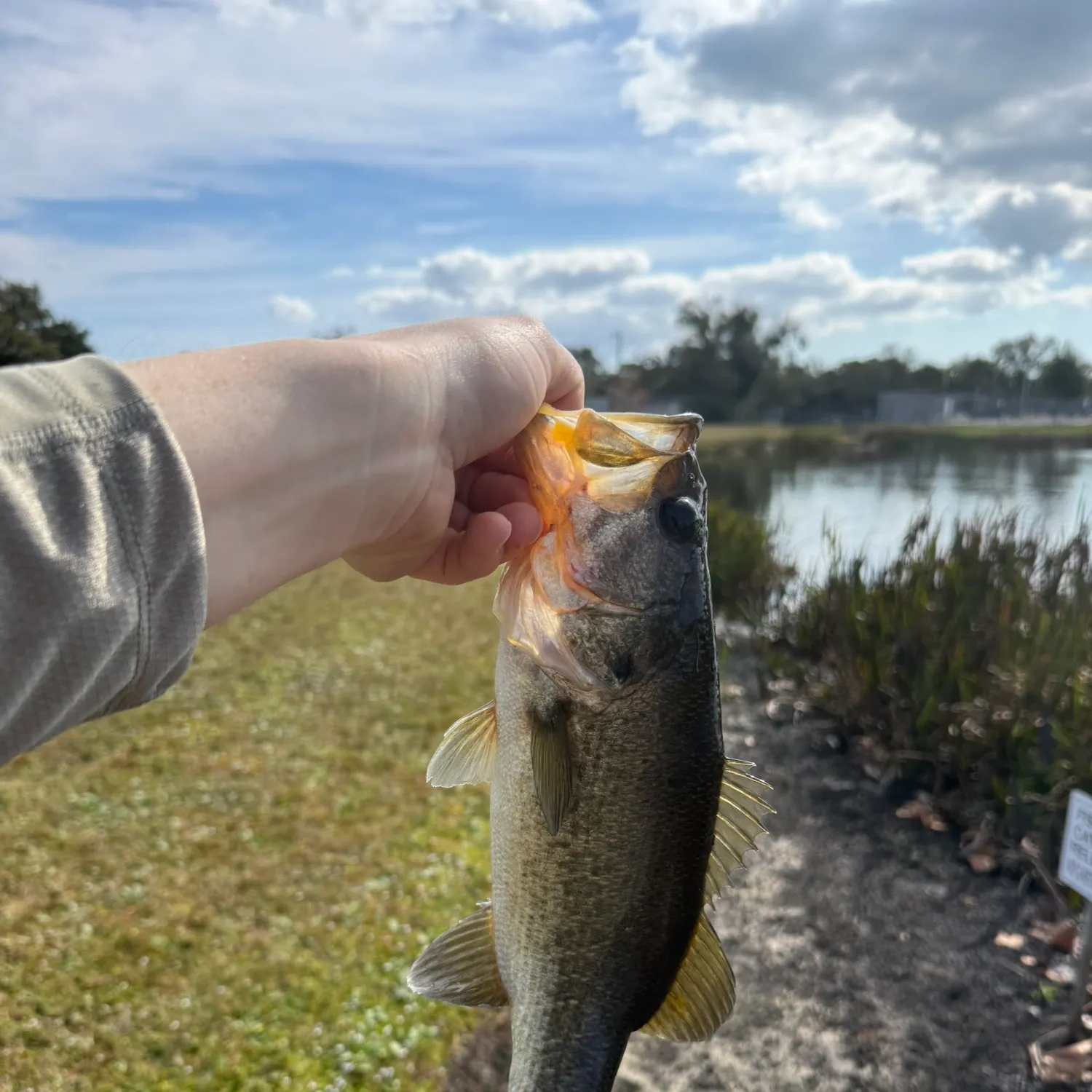 The most recent Florida bass catches on Fishbrain