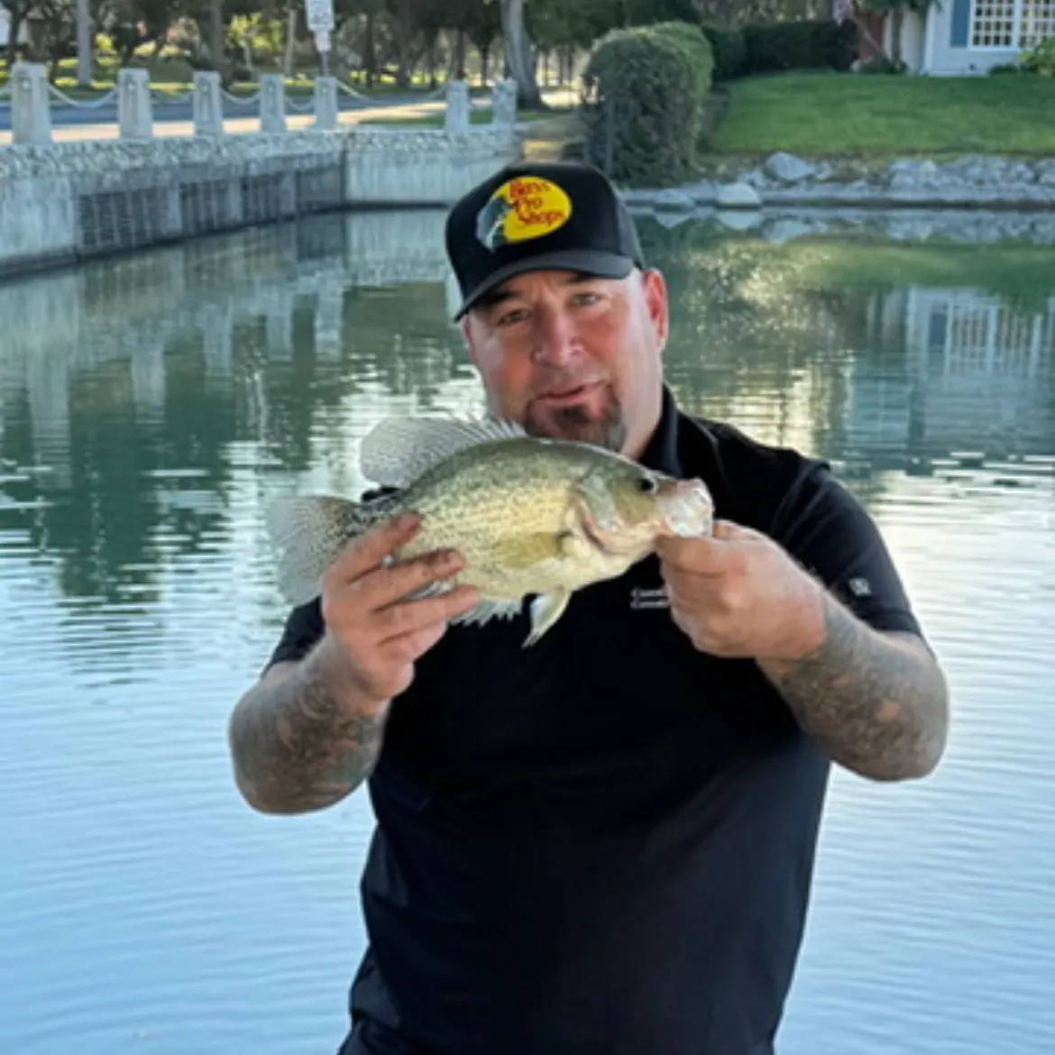 Black crappie caught on Fishbrain