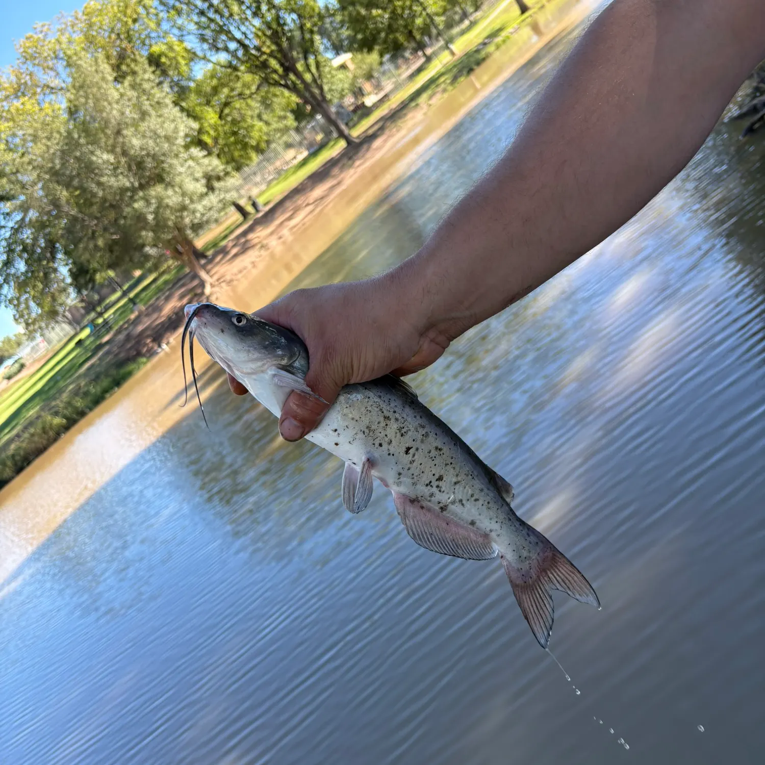 Channel catfish caught on Fishbrain
