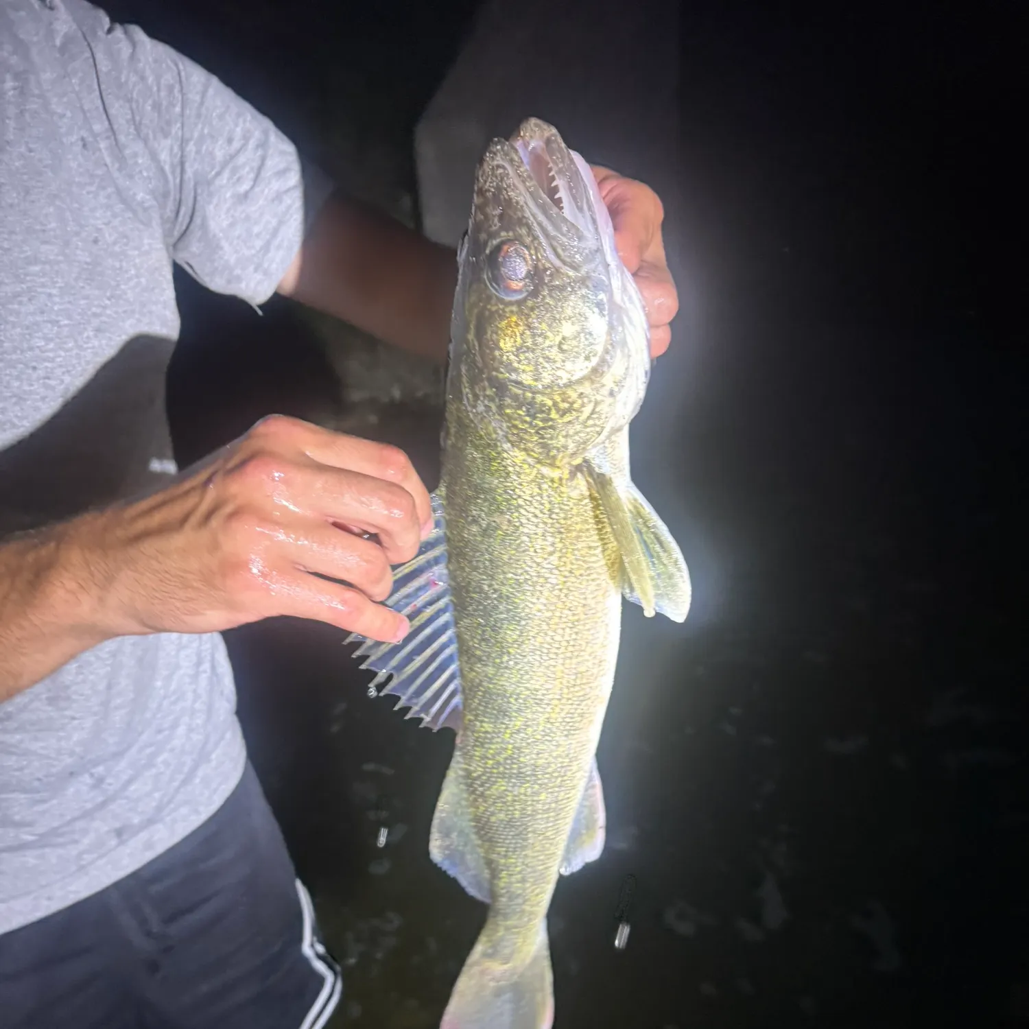 Walleye caught on Fishbrain