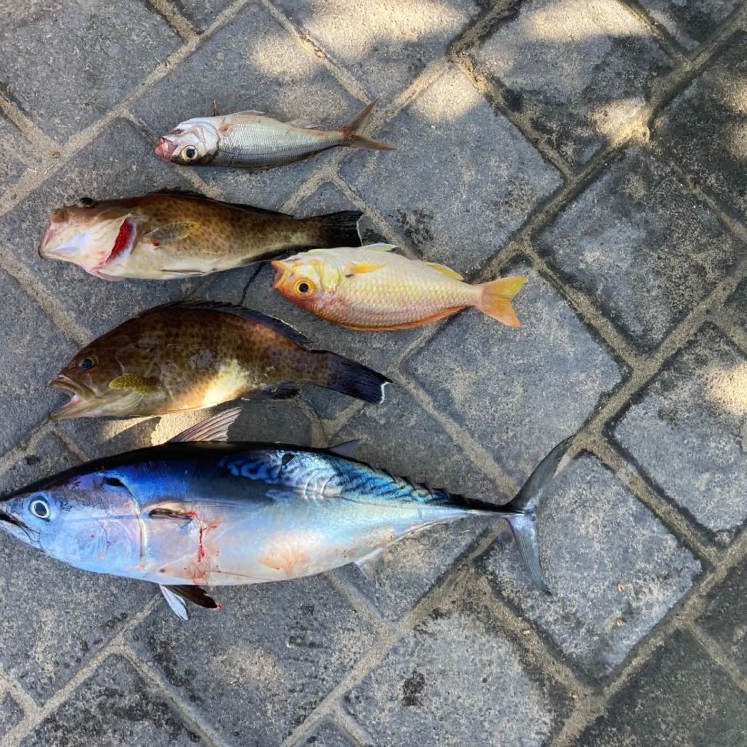 recently logged catches