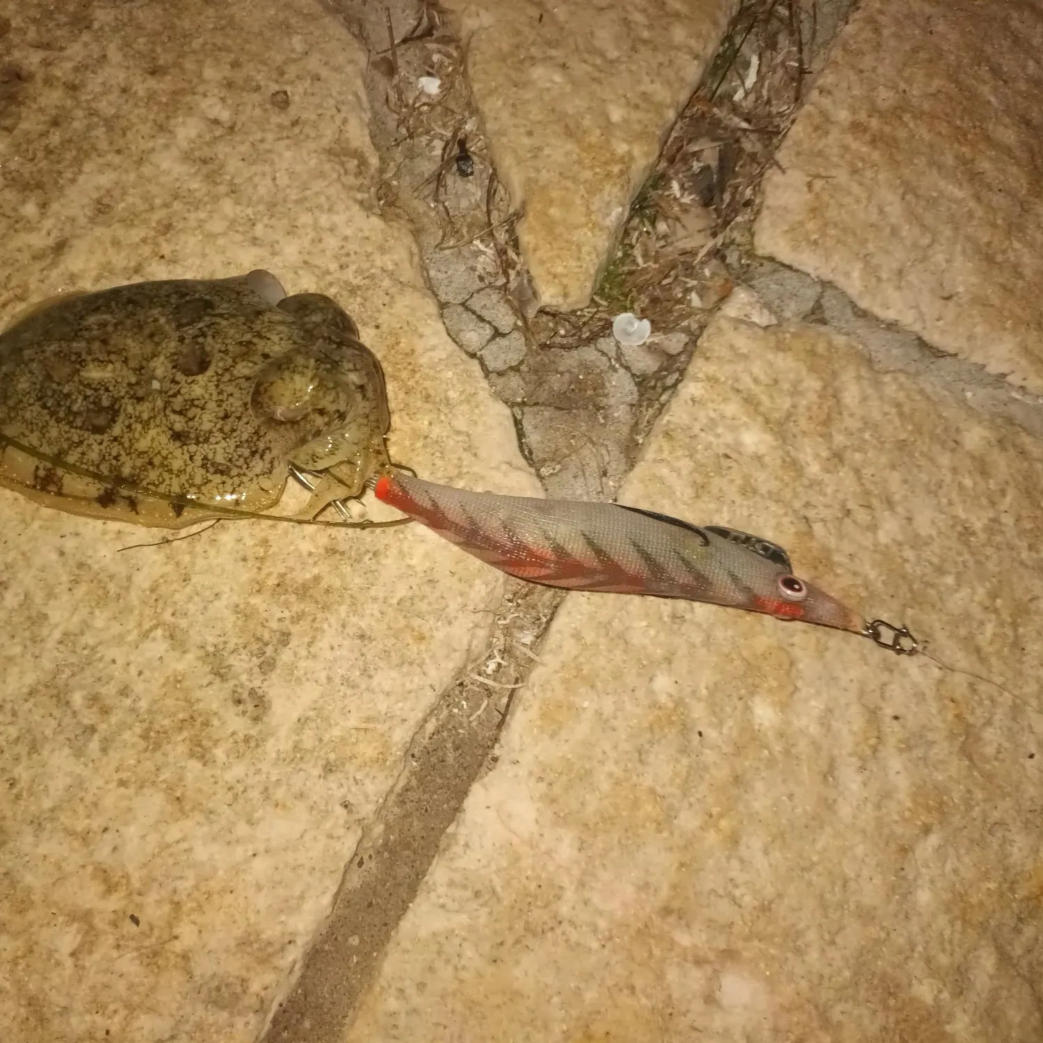 The most recent Common cuttlefish catches on Fishbrain