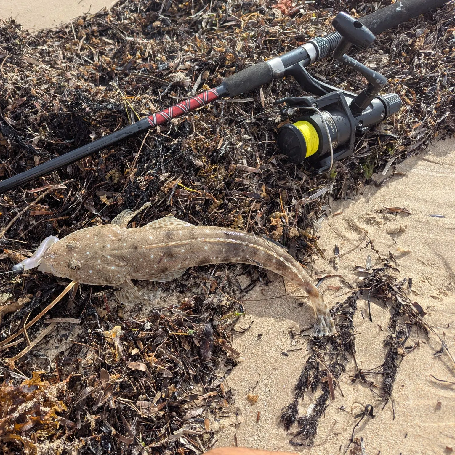 The most recent Blue-spotted flathead catches on Fishbrain