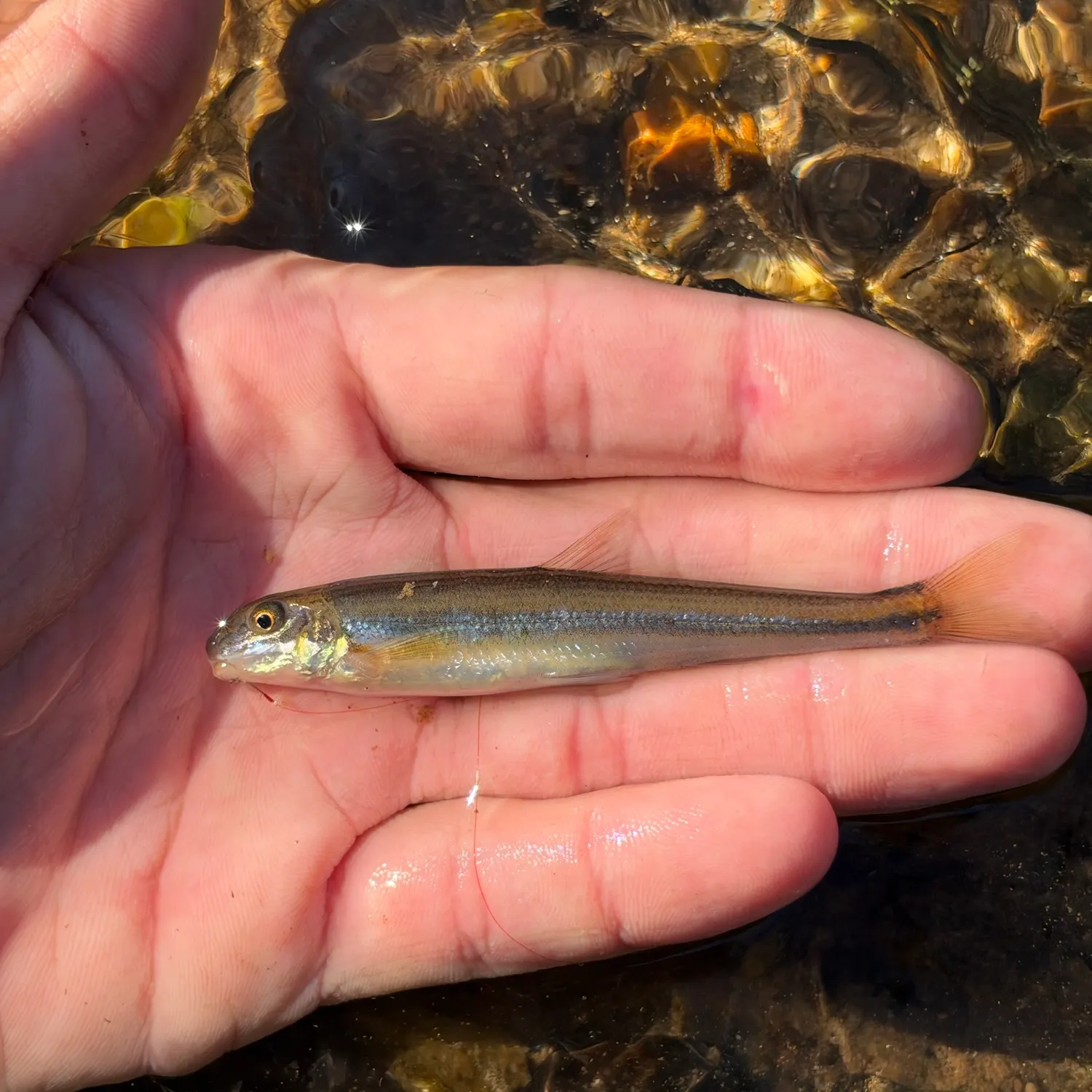 Stargazing minnow caught on Fishbrain