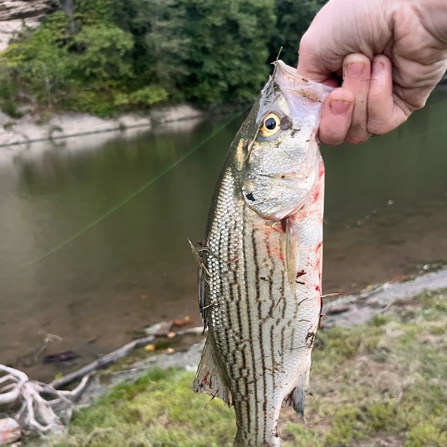 Wiper caught on Fishbrain