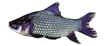 Siamese carp