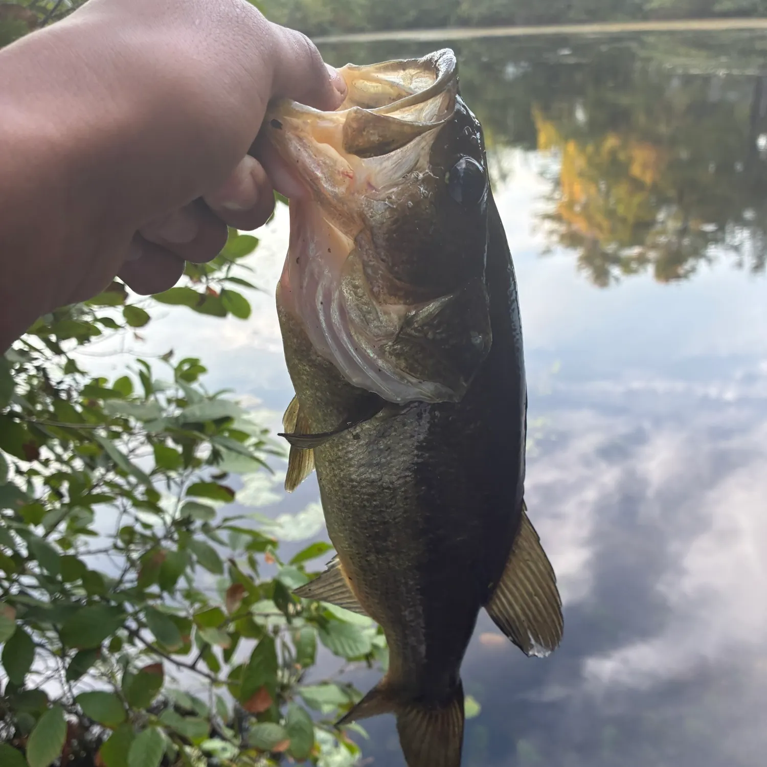 Largemouth bass caught on Fishbrain
