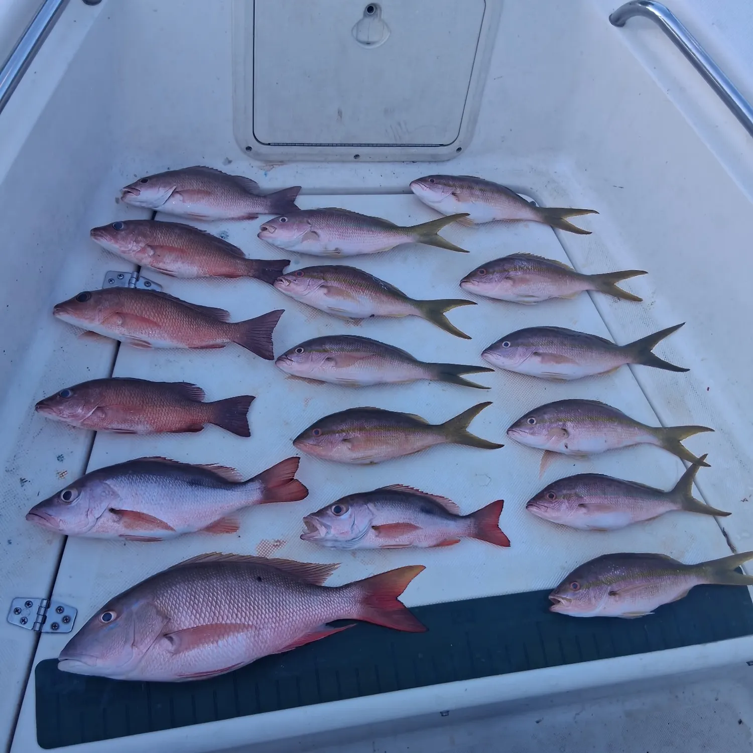 The most recent Mutton snapper catches on Fishbrain
