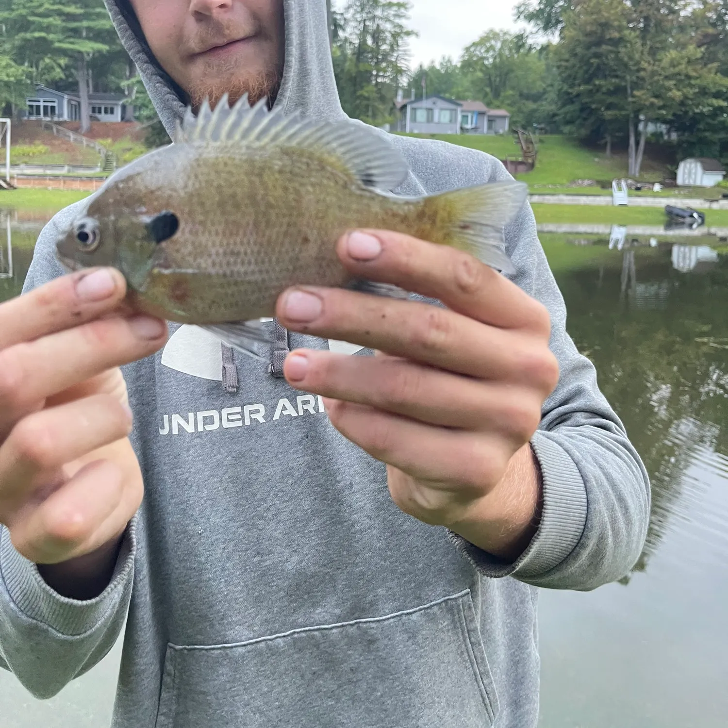 Bluegill caught on Fishbrain