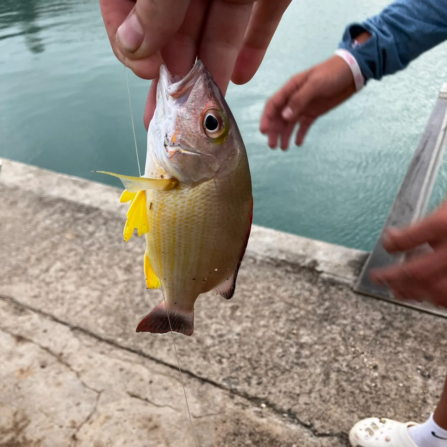 The most recent Moses perch catches on Fishbrain