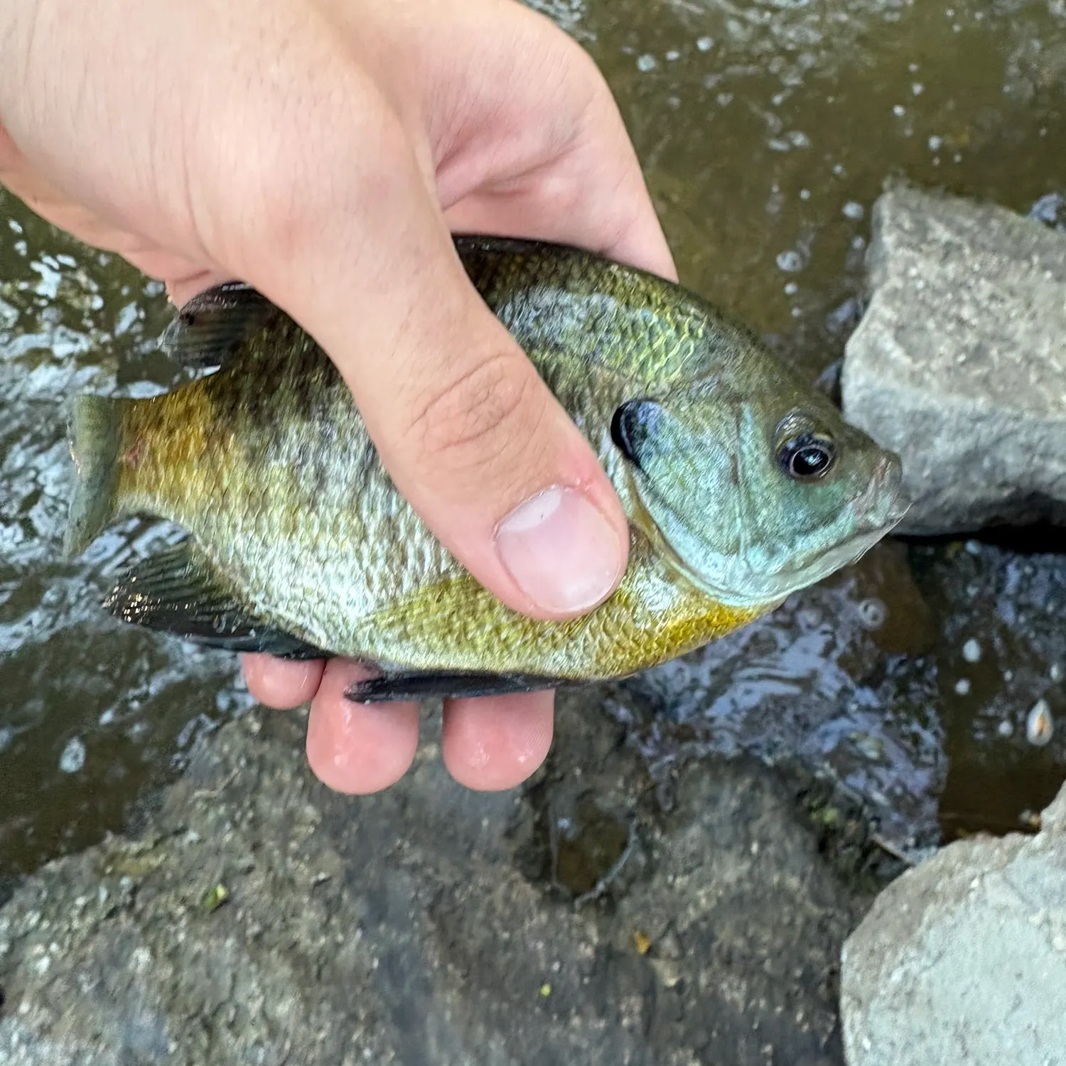 Bluegill caught on Fishbrain