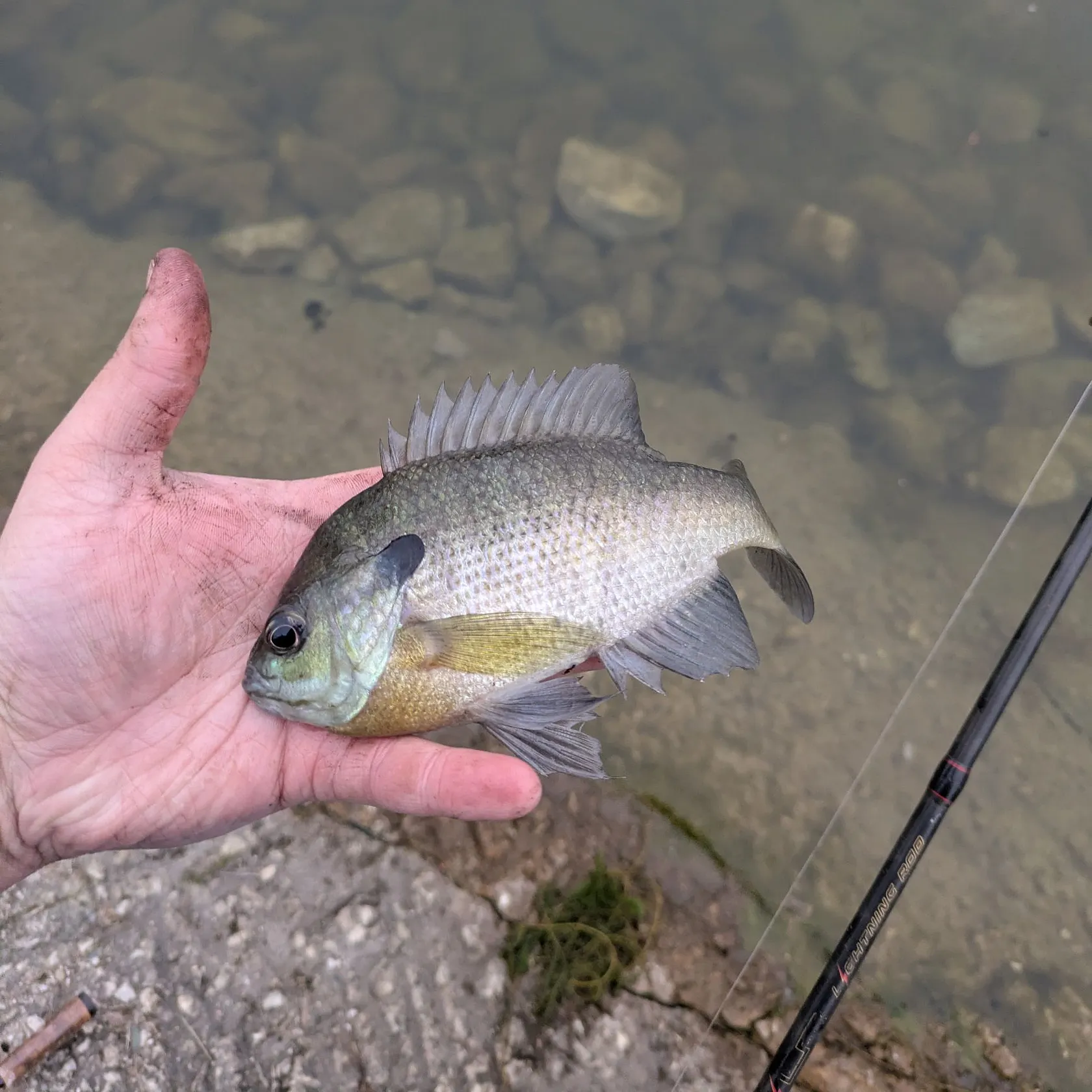 Bluegill caught on Fishbrain