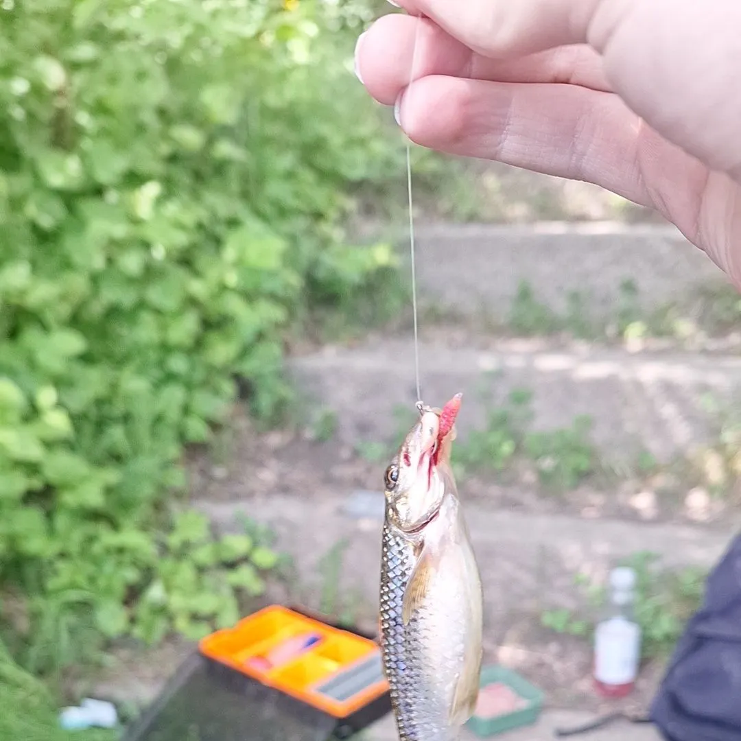 The most recent Gudgeon catches on Fishbrain